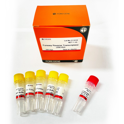 dna 폴리머라제와 cdna 합성 시발체 연장 PCR 장비를 위한 포레아사이 M-MLV 역전사 효소