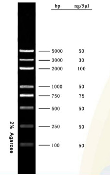 연구 분자 생물학 테스트를 위한 DNA 마커 아가로스 겔 PCR 장비 DNA 사다리 5000 베이시스 포인트