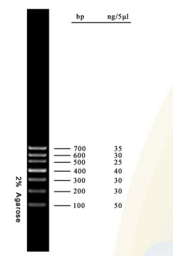 분자 생물학 테스트를 위한 DNA 마커 아가로스 겔 PCR 장비 DNA 사다리 700 베이시스 포인트