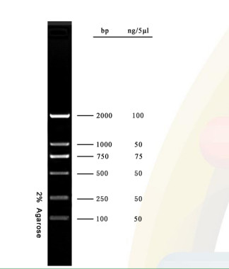 조사를 위한 2000 베이시스 포인트 DNA 마커 아가로스 겔 PCR 장비 DNA 사다리